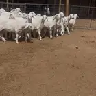 جذعات ملكيات (( حرش ))