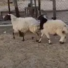 للبيع رغوث سدس تحتها خروف ديد سلم
