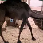 قعود مجهم