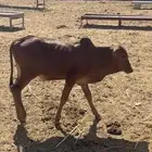 حسيل وحسيله