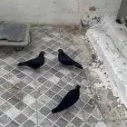 حمام قلاليب مع صنعاويات