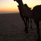 الجبيل