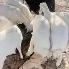 طليان حري خرفان