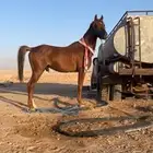 حصان للبيع