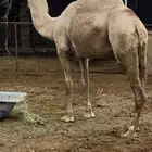 ناقه حايل للبيع اجزاء