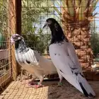 جوز تيدي ورام