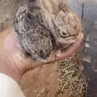 ارانب ب ريه للبيع