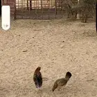 ديكين وثلاث دجاج وحده منها عليها فرخين وباقي بيض