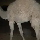 قعودين كفوو كفو