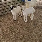 شاه متاومه 2 طليان