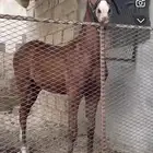 فرس شعبيه