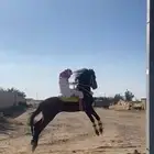 حصان شعبي للييع