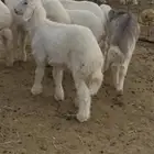 خرفان