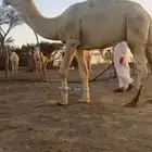 جذع باتلي