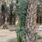 جثيث صفري للبيع