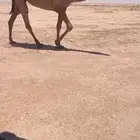 عرض ل اهل النوادر جذعه شعلا