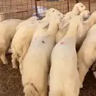 طليان تربيه مراح واحد فواخر