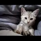 قطة للتبني