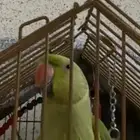 ببغاء دره هندي