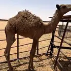 حاشي لباني تم البيع خارج الموقع