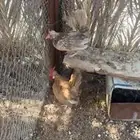 للبيع دجاج قزم حباحب