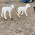 عيال ضان للبيع دواغير