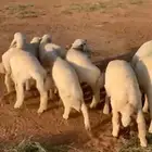 بهم حري فاخر الموقع الرطاوية