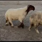 جذع صنف فاخر