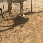 حشو شحم جبر