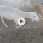 غنم مراح واحد طيبات ونظاف