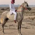 خيل شعبي فاخرر