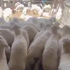 خرفان كفو