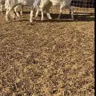 للبيع الرخال الحريات