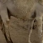 قعود مفرود