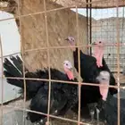 رومي للبيع