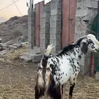 تيس فحل للبيع