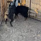 جفرات