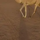 مفروده رمانيه