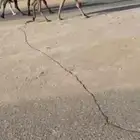 حمرا ضروبه