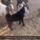 تيس مشروط