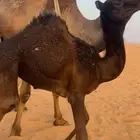 حيران قصب للبيع