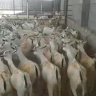 بيع تيوس صوماليه طيبه 100 جمله