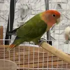 للبيع انثى روز محلله الي توقف عليه سومه نصيبه