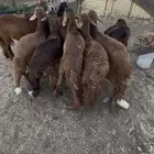 سواكن حمري
