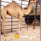 بكره كفو