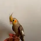 كروان اليف
