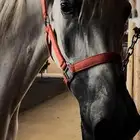 فرس شعبية
