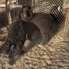 خروفين عرب ذبايح