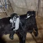 تيس عارضي العمر 7 الى 8 شهور