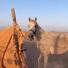 فرس شعبيه معها مهره جمال